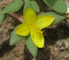Portulacaceae