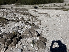 Chondrilla chondrilloides