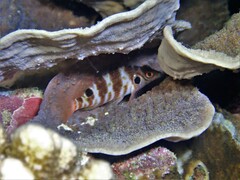 Amblycirrhitus bimacula