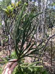 Dacrydium araucarioides