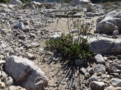 Chondrilla chondrilloides
