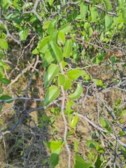Ziziphus mucronata