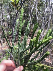 Dacrydium araucarioides
