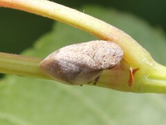 Lepyronia coleoptrata