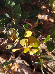 Ancylobothrys capensis