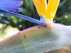 Technomyrmex jocosus