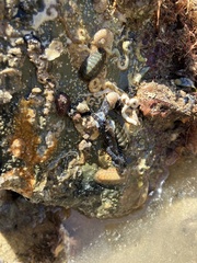 Ischnochiton cariosus