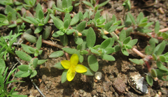 Portulacaceae