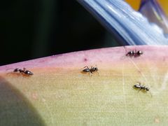 Technomyrmex jocosus