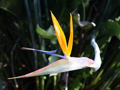 Technomyrmex jocosus