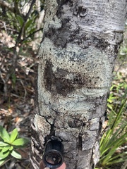 Caliciaceae