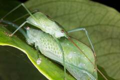 Chloracantha angularis