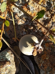 Ancylobothrys capensis