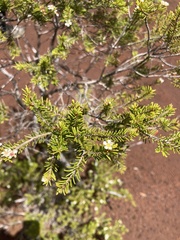 Sannantha leratii