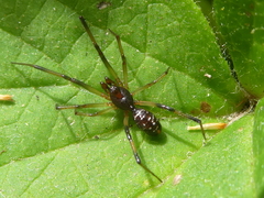 Steatoda capensis