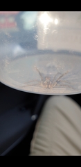 Portacosa cinerea
