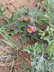 Harpagophytum zeyheri