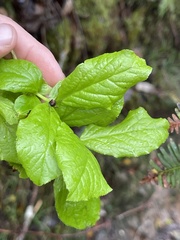 Vaccinium calycinum
