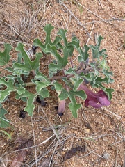 Harpagophytum zeyheri