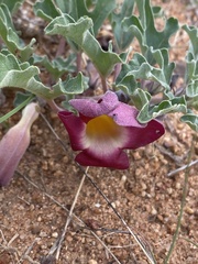 Harpagophytum zeyheri