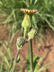 Sonchus wilmsii