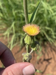 Sonchus wilmsii
