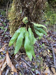 Elaphoglossum paleaceum