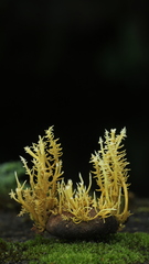 Penicilliopsis clavariiformis
