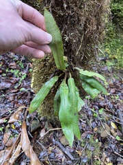 Elaphoglossum paleaceum