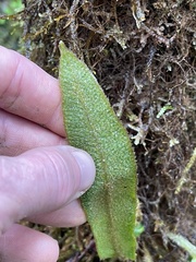 Elaphoglossum paleaceum