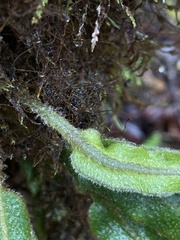 Elaphoglossum paleaceum