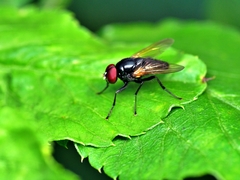Hydrotaea chalcogaster
