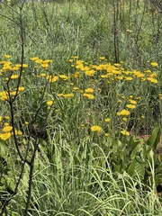 Berkheya setifera