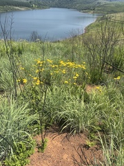 Berkheya setifera