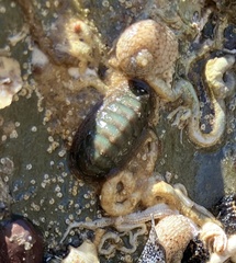 Ischnochiton australis