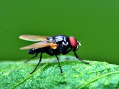 Hydrotaea chalcogaster