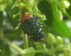 Leucocelis