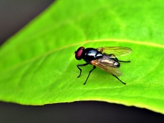 Hydrotaea chalcogaster