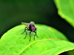 Hydrotaea chalcogaster