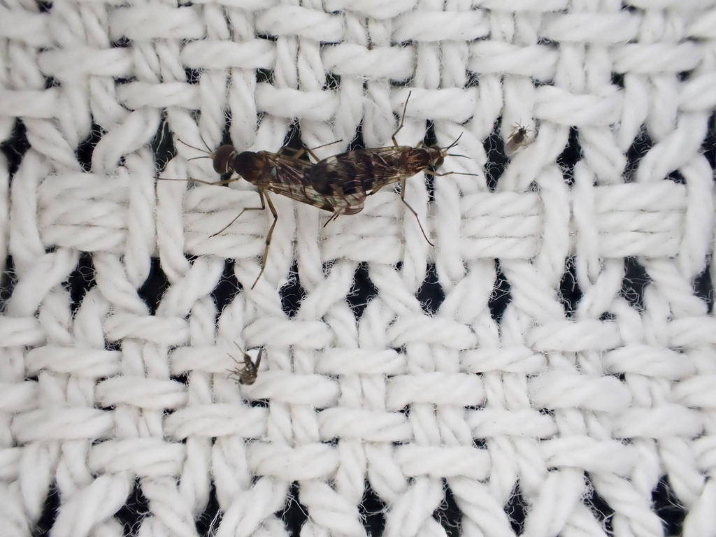 Flies in November 2022 by Stephen Fricker · iNaturalist