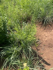 Dryopteris athamantica