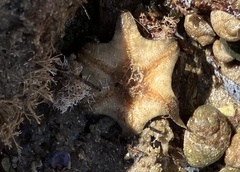 Meridiastra
