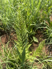 Dryopteris athamantica