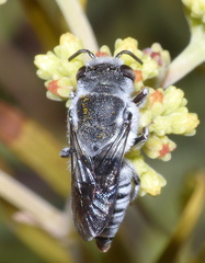 Coelioxys