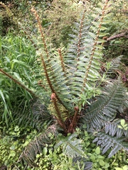 Polystichum vestitum