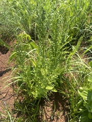 Dryopteris athamantica
