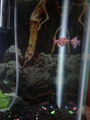 Gymnocorymbus ternetzi