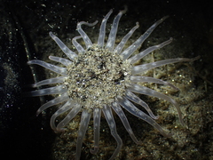 Harenactis attenuata