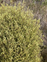 Leptecophylla juniperina