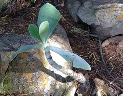 Cotyledon orbiculata